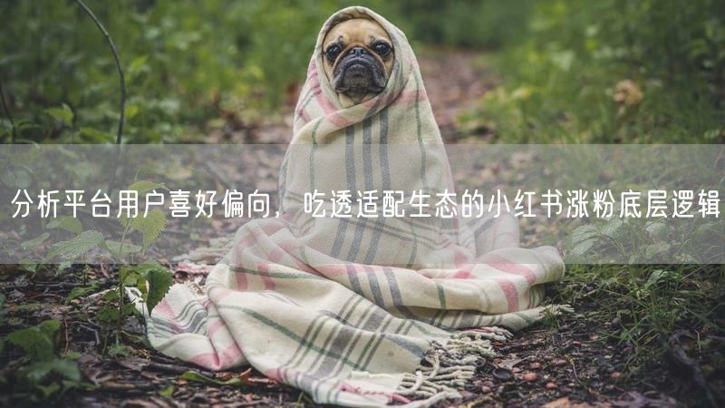 分析平台用户喜好偏向，吃透适配生态的小红书涨粉底层逻辑