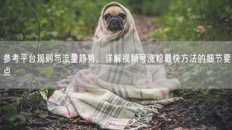 参考平台规则与流量趋势，详解视频号涨粉最快方法的细节要点